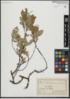 Foto von Salix hastata L.